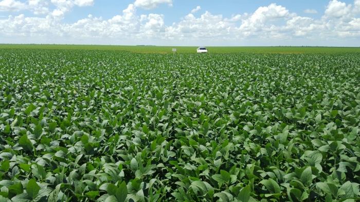 Imagem do dia - Lavoura de soja em Barreiras (BA), no dia 05/02/2016. Enviado pelo Engenheiro Agrônomo Rafael Damo