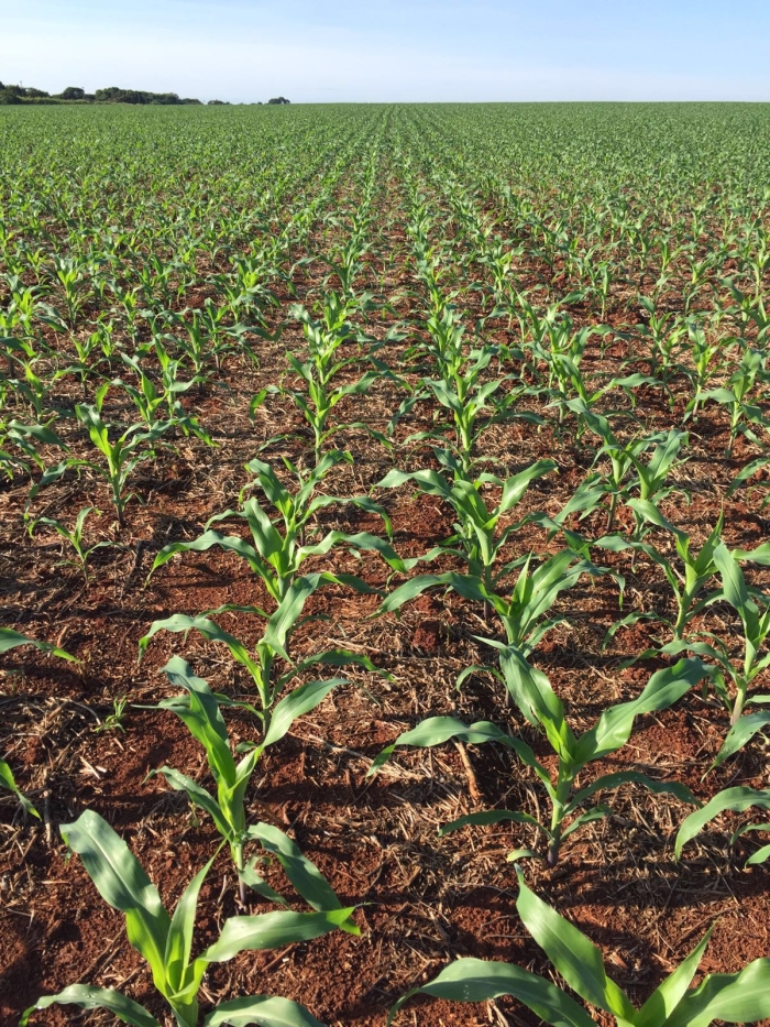 Imagem do dia - Lavoura de milho safrinha em Domingo Martinez Irala (PY), do produtor Claudio Mattos