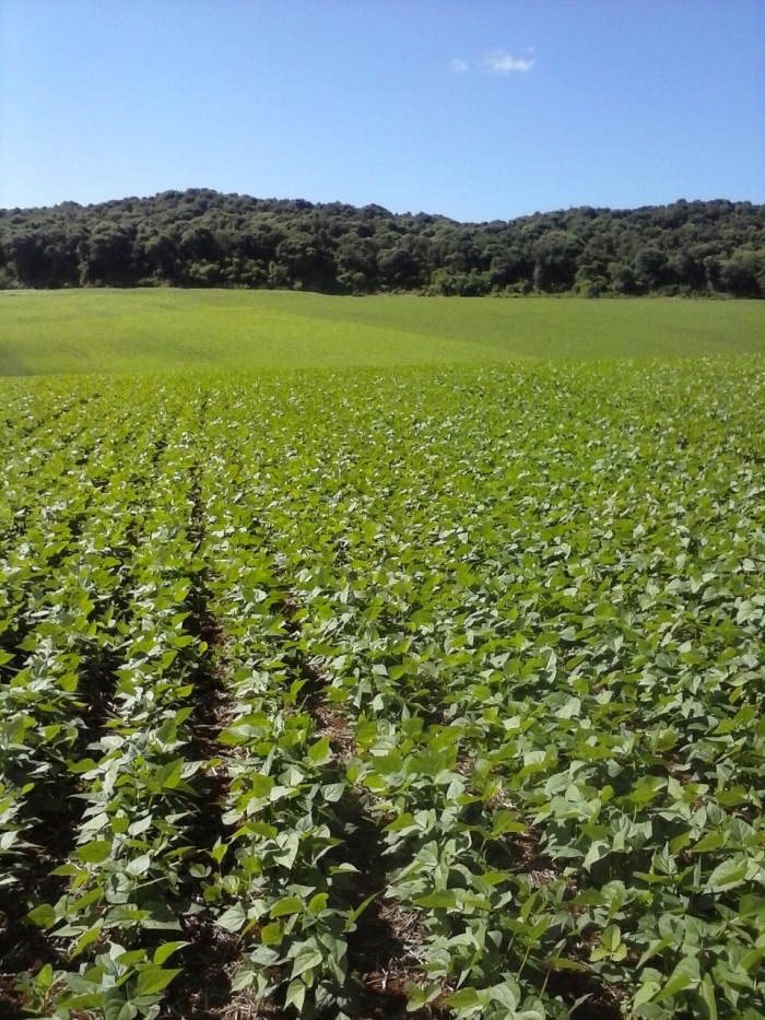 Imagem do dia - Lavoura de feijão em Rio Bonito do Iguaçu (PR), do produtor Edu Birgeier