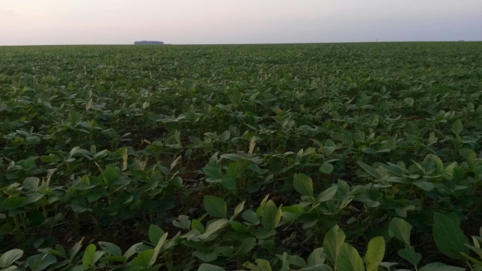 Imagem do dia - Lavoura de soja em Campo Novo do Parecis (MT), do produtor Nilson Forastieri