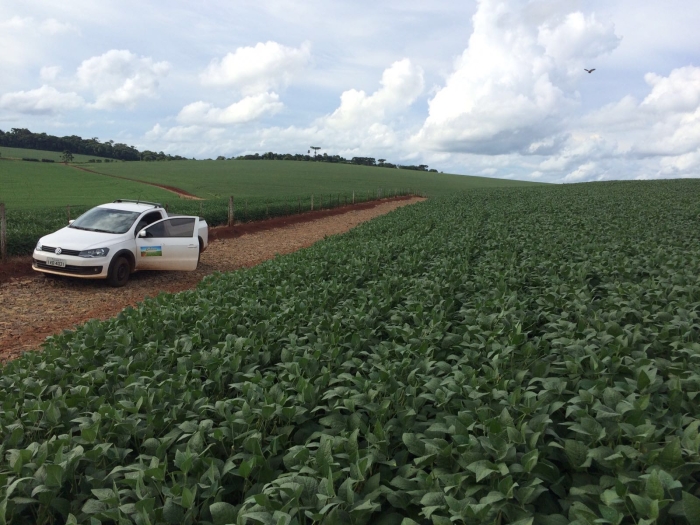 Imagem do dia - Lavoura de soja em Sarandi (RS). Imagens Tiago Colombo