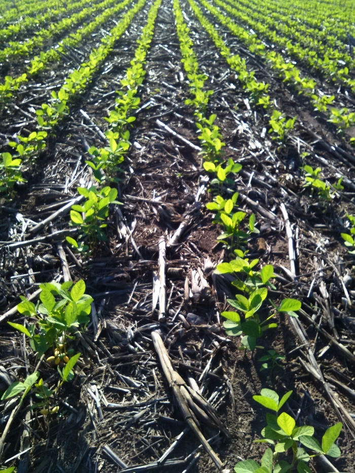 Imagem do dia - Lavoura de soja em Baixa Grande do Ribeiro (PI). Enviado pelo produtor Rangel Richetti