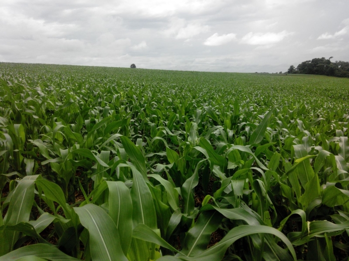 Imagem do dia - Lavoura de milho safrinha em Assis Chateaubriand (PR), do produtor Waldir Basseto