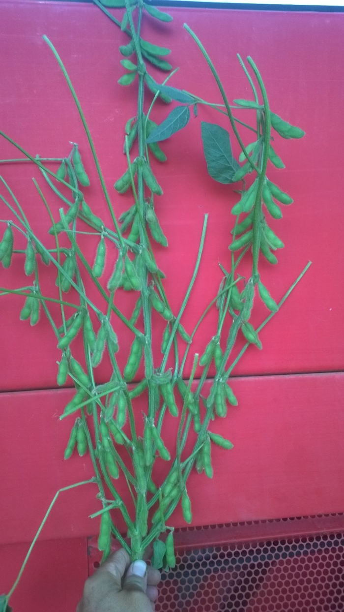 Imagem do dia - Soja em Uberaba (MG). Imagem de Ezio Seabra