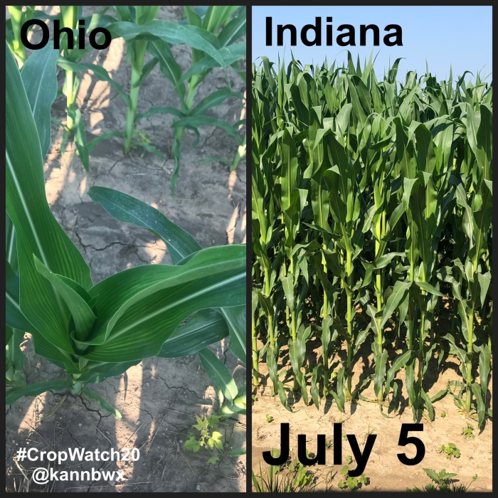 Lavouras de milho EUA - Karen Braun - Safra 2020/21