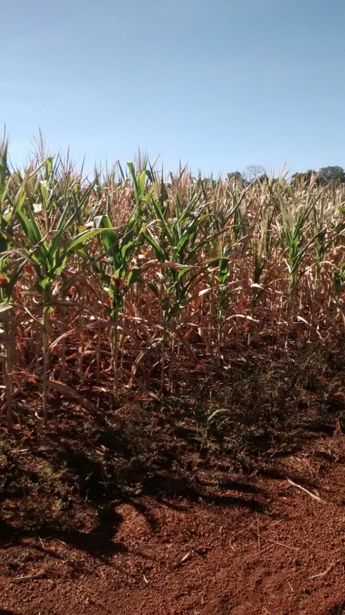 Imagem do dia - Lavoura de milho safrinha em Vicentinópolis (GO)