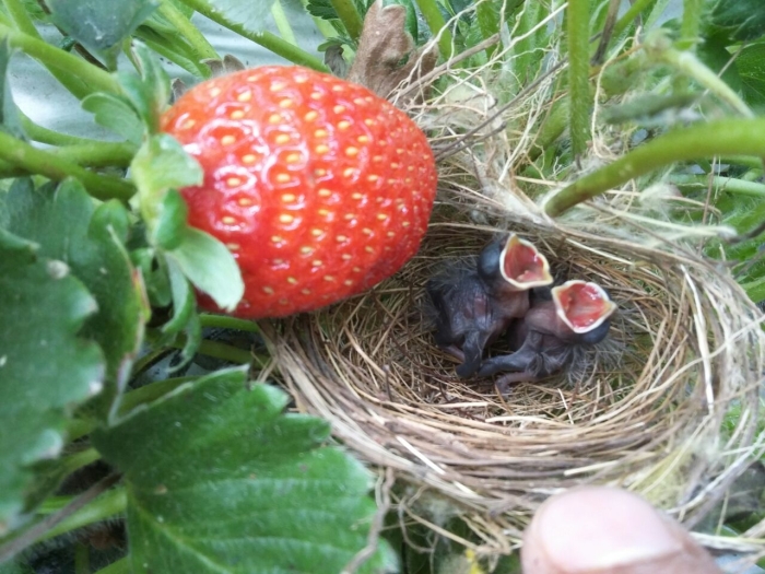 Imagem do dia - Lavoura de morango em Cristalina (GO). Enviado por Beto Brava