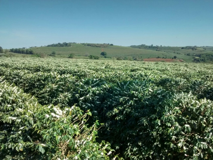 Imagem do dia - Florada do café em São Sebastião do Paraíso (MG), no Sítio Córrego do Monjolo, do proprietário João Batista de Oliveira