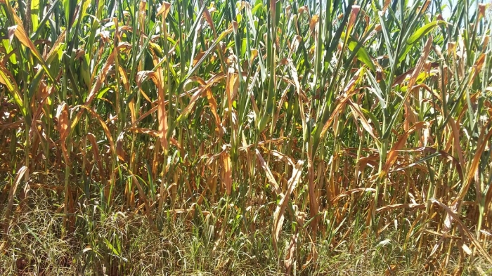 Imagem do dia - Lavoura de milho safrinha em Acreúna (GO)