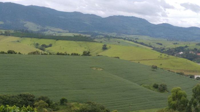 Imagem do dia - Lavoura de soja em Botelhos (MG), do produtor Josmar José Vitor. Enviado por Rafael Petreca Vitor