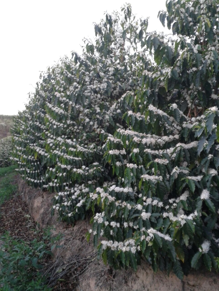 Imagem do dia - Florada nos cafezais em Andradas (MG), nas propriedades de João Batista de Oliveira e filhos