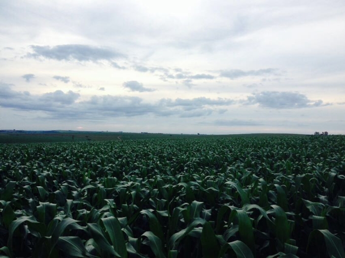 Imagem do dia - Lavoura de milho em Campina da Lagoa (PR). Enviado por Gilvani Zandonatto