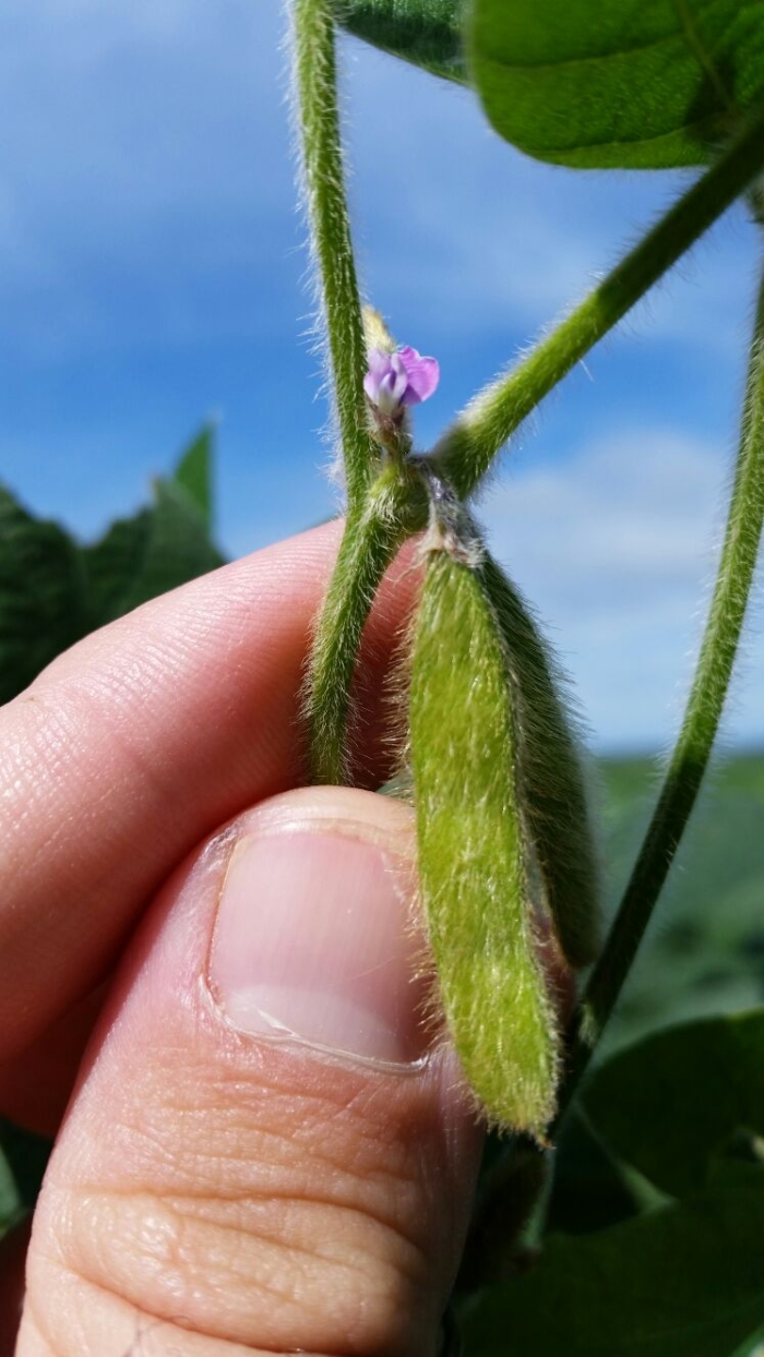 Imagem do dia - Soja em Esmeralda (RS), do produtor João Everaldo Borges Kramer. Enviado pelo Engenheiro Agrônomo Gustavo Dos Anjos