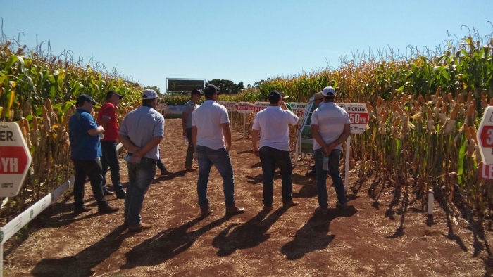 Imagem do dia - Dia de campo em Realeza (PR). Foto enviada pelo Técnico Agrícola Celio Spillari