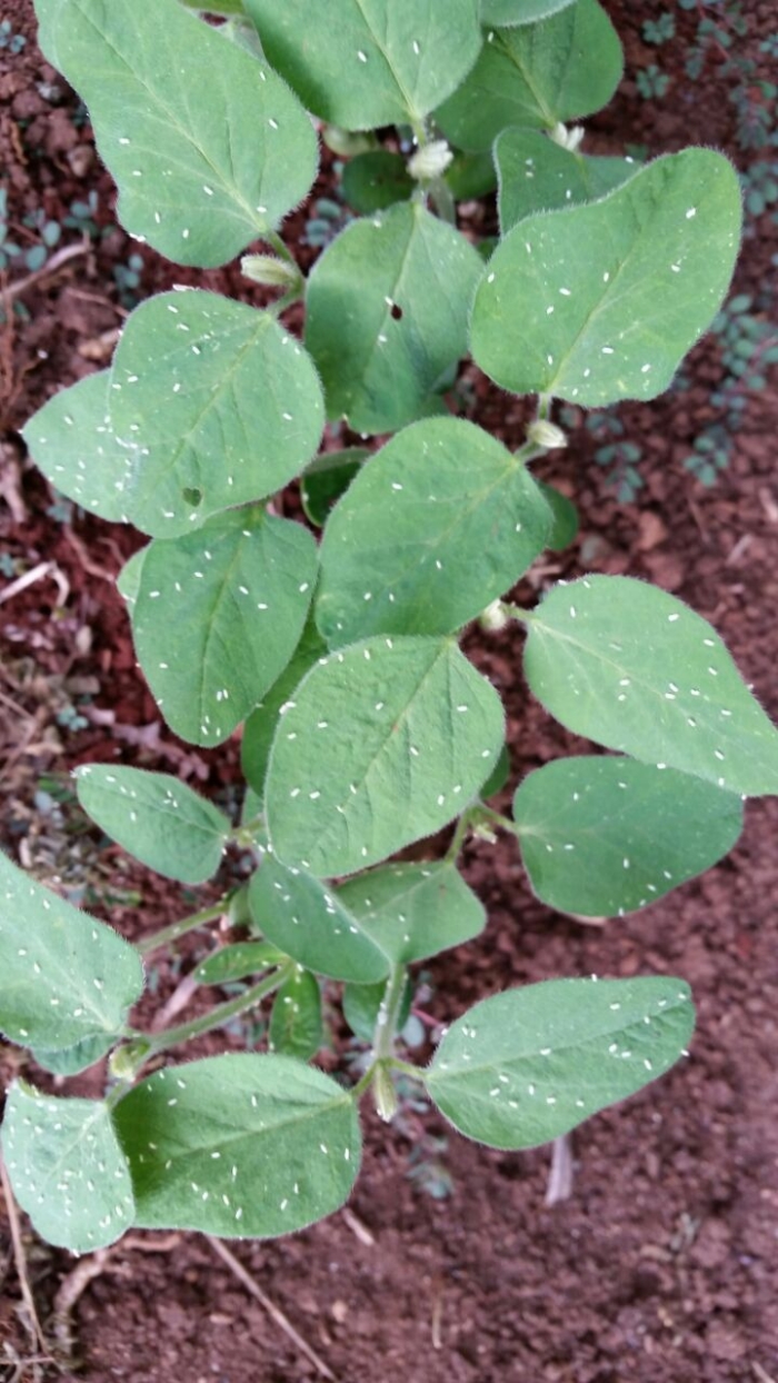 Imagem do dia - Mosca branca na lavoura de soja em Bom Sucesso do Sul (PR). Enviado pelo Técnico Agrícola Carlos Mayer