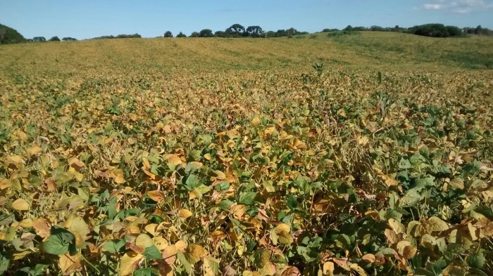 Imagem do dia - Lavoura de soja em fase de maturação em Lebon Regis (SC). Enviado por Eder Takao Maciel Kuwahara.