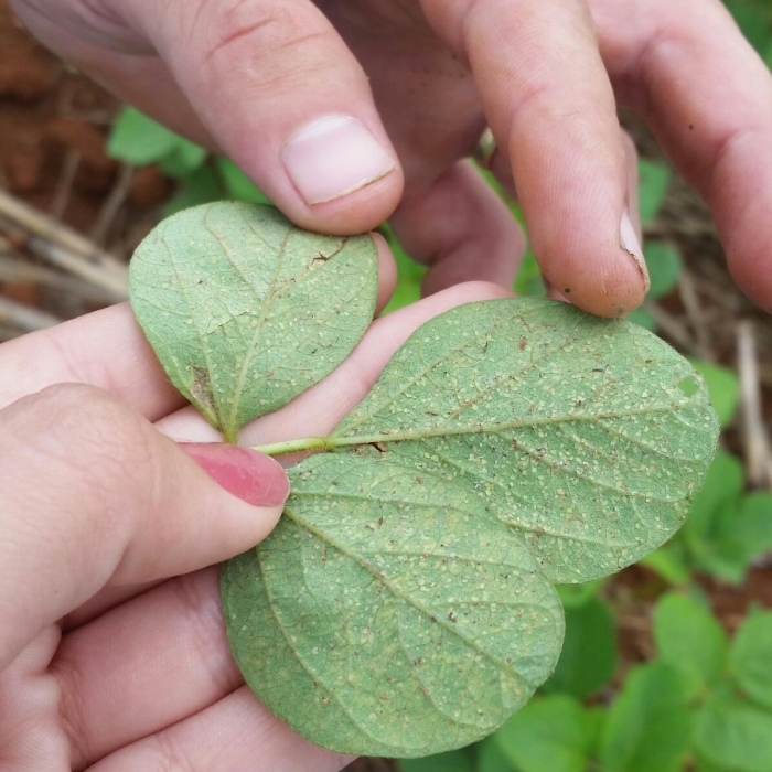 Imagem do dia - Infestação de mosca branca na soja em Tapurah (MT). Enviado pela Engenheira Agrônoma Barbara Manzano