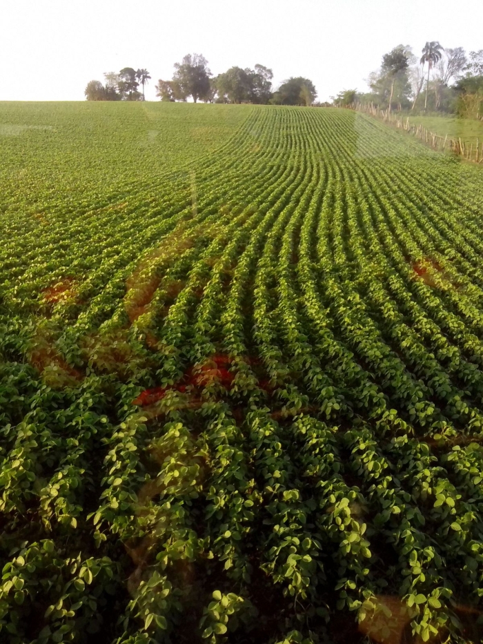 Imagem do dia - Lavoura de soja da safra 2015/2015 em Naranjal (PY)