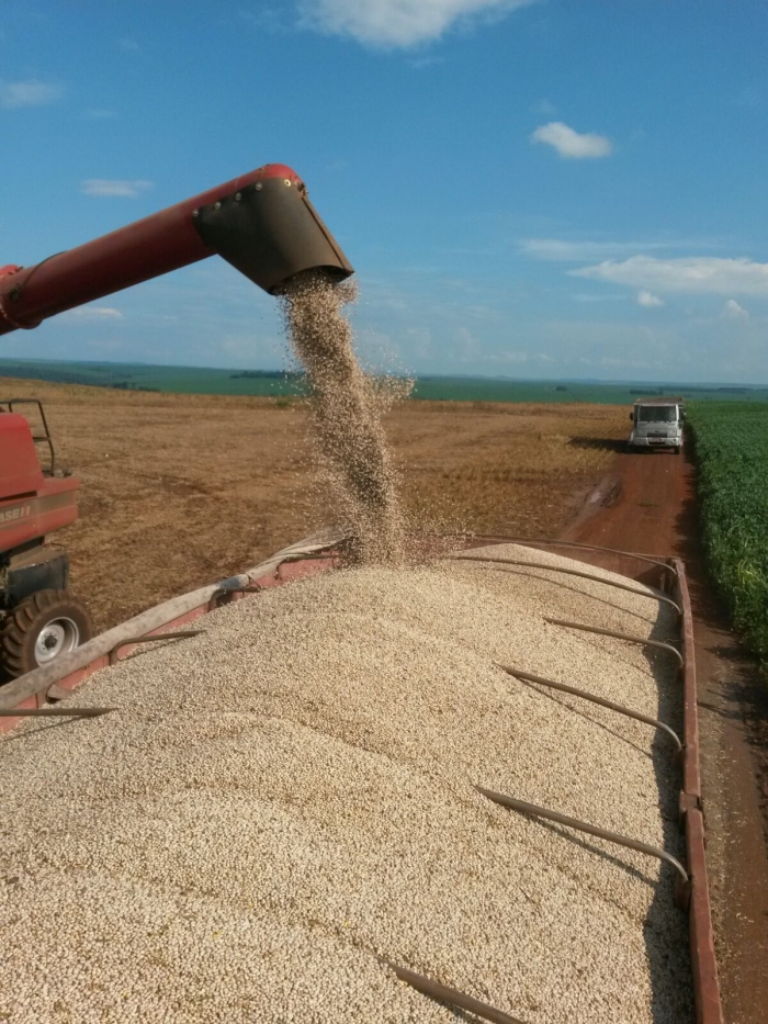 Imagem do dia - Colheita de feijão em Mamborê (PR), do produtor Camilo Brunetta. Envio do Engenheiro Agrônomo Douglas Brunetta