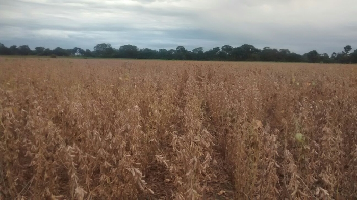 Imagem do dia - Lavoura de soja em Vicentinópolis (GO), do produtor Wagner Júnior
