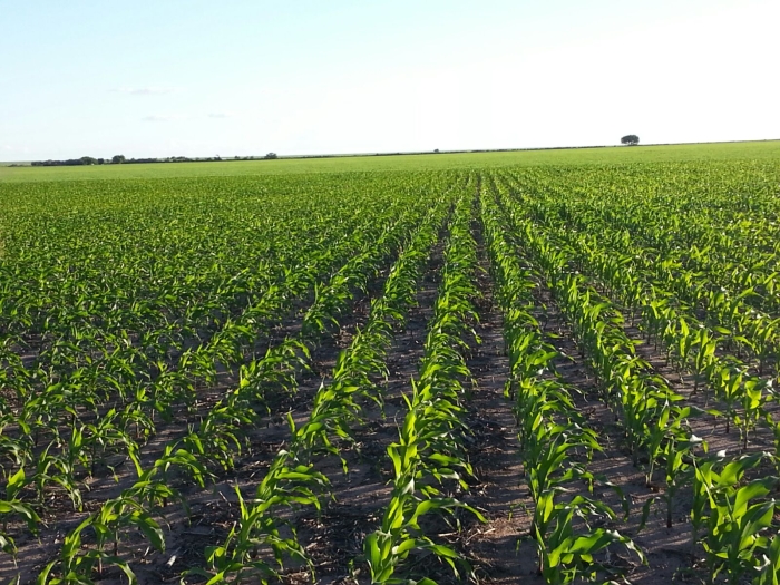 Imagem do dia - Lavoura de milho em Nova Santa Rosa (PI), do produtor Alcir Luiz Anghinoni