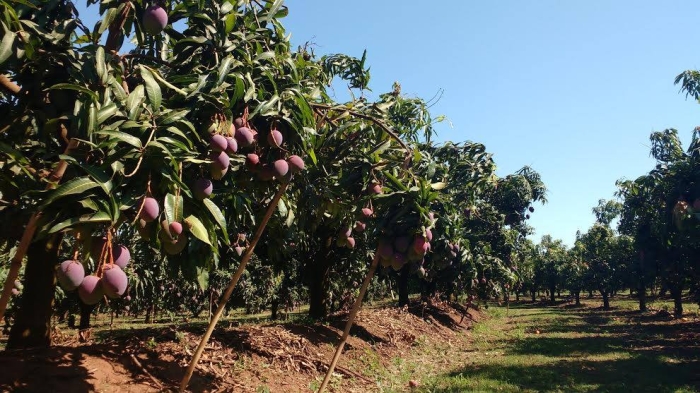 Imagem do dia - Manga Tommy no ponto de colheita, em Vista Alegre do Alto (SP). Enviado por Ulisses Fiorin