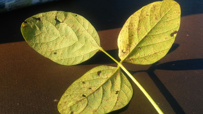 Imagem do dia - Folha de soja atacada por ferrugem asiática em Iruña (PY). Enviado pelo Engenheiro Agrônomo Emerson Luiz Romanha