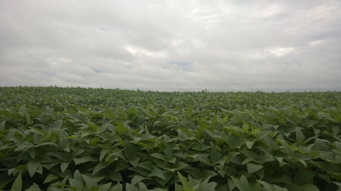 Imagem do dia - Lavoura de soja em Jataí (GO). Enviado pelo Engenheiro Agrônomo Hildo Antônio