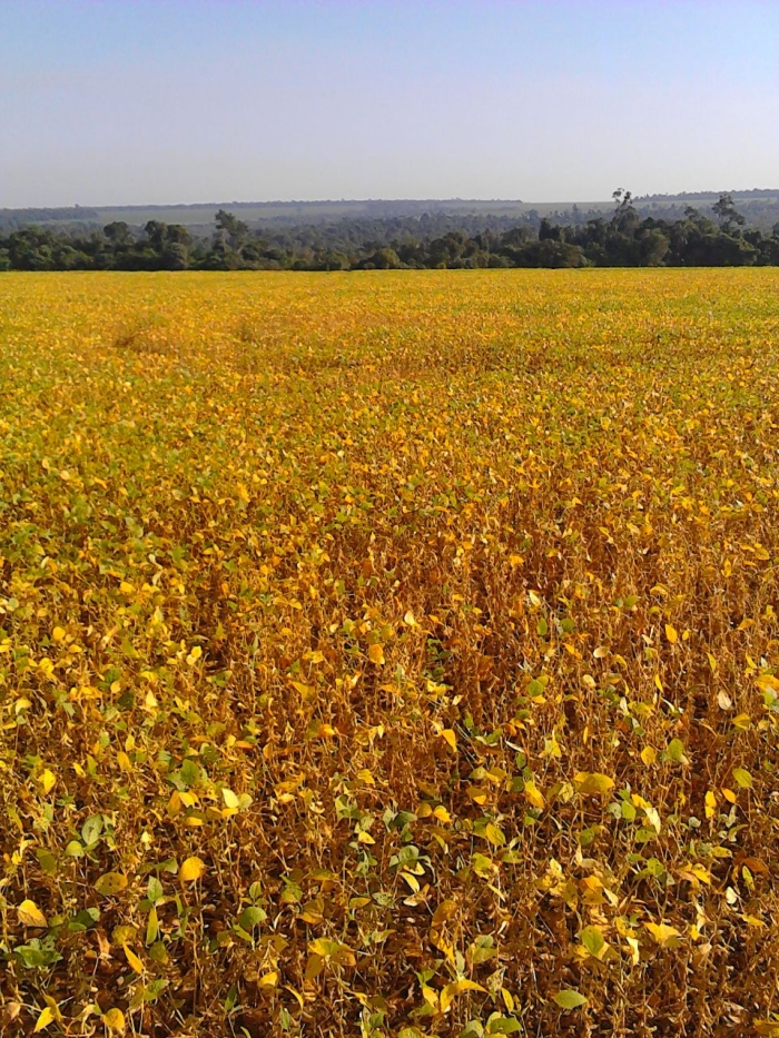 Imagem do dia - Lavoura de soja safrinha em Colonia Guadalupe (PY), do produtor Jandir Coldebella