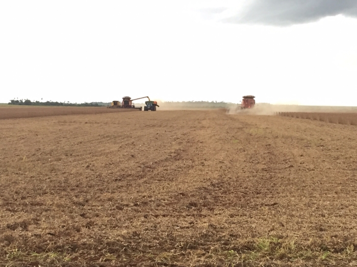 Imagem do dia - Lavoura de soja em Troncal 3 (PY), do produtor Marcos Magagnin