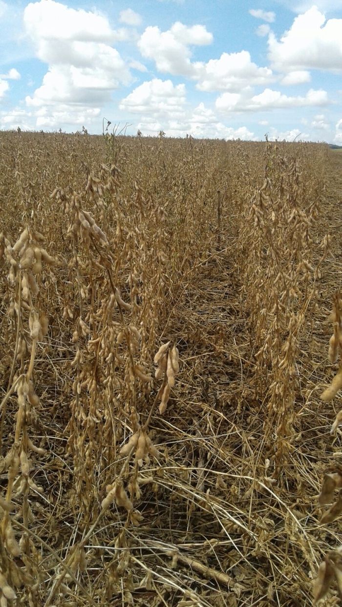 Imagem do dia - Áreas afetadas pelas chuvas em Sidrolândia (MS)
