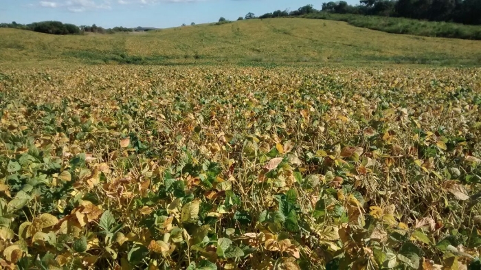 Imagem do dia - Lavoura de soja em fase de maturação em Lebon Regis (SC). Enviado por Eder Takao Maciel Kuwahara