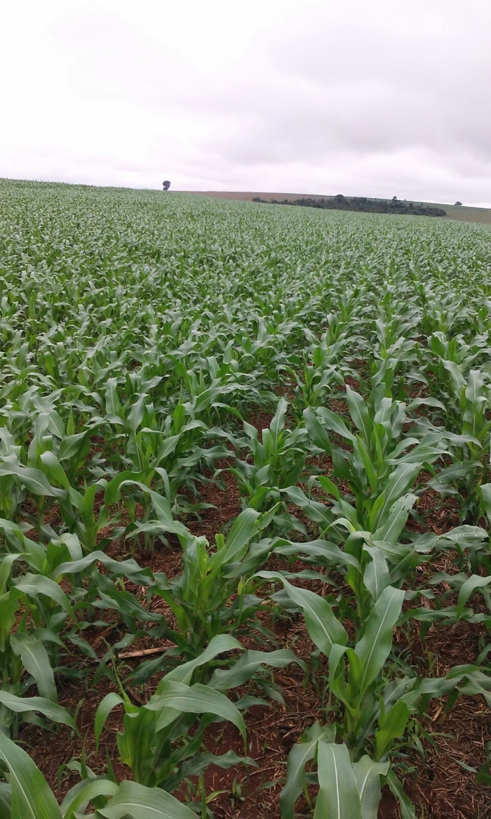 Imagem do dia - Lavoura de milho safrinha em Mamborê (PR), do produtor João Spilka
