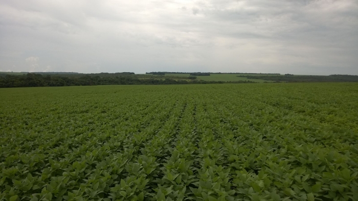 Imagem do dia - Lavoura de soja em Jataí (GO). Enviado pelo Engenheiro Agrônomo Hildo Antônio