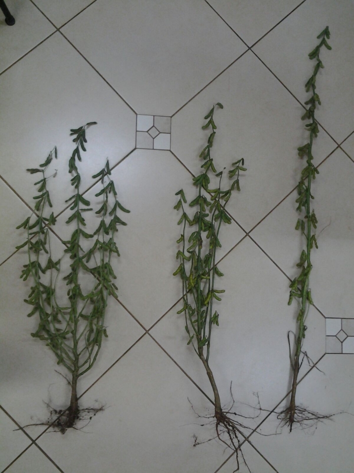 Imagem do dia - Soja em Mangueirinha (PR). Envio do Técnico Agrícola Amilton do Patrocínio