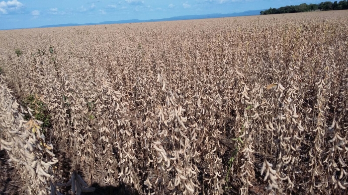 Imagem do dia - Lavoura de soja em Brejinho do Nazaré (TO), na Fazenda São Domingos, do produtor Ênio Pasqualli e Adriel Pasqualli