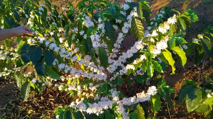 Imagem do dia - Florada do café em Raul Soares (MG), do produtor Tomires Vasconcelos