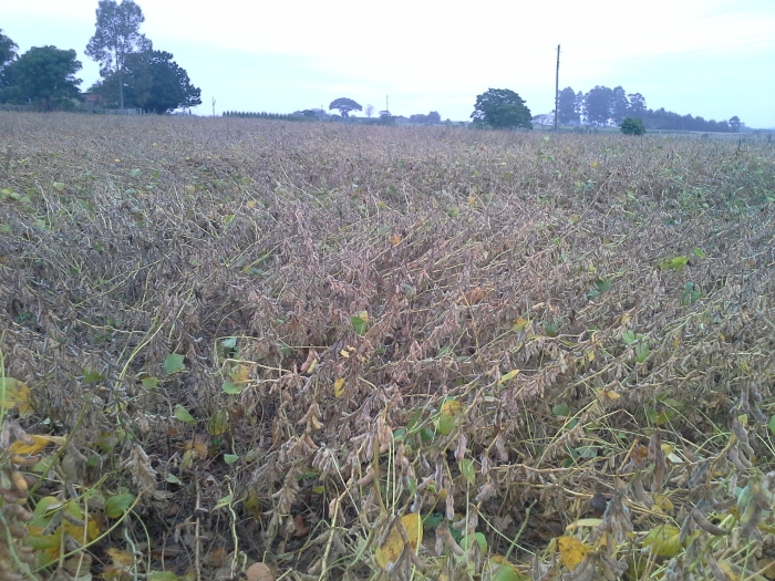 Imagem do dia - Lavoura de soja em Rio Pardo (RS). Enviada pelo Técnico Agrícola Joel Marchioretto