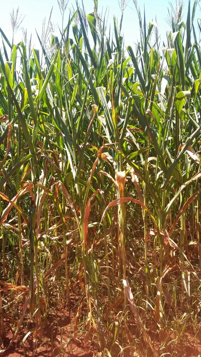 Imagem do dia - Lavoura de milho safrinha em Acreúna (GO)