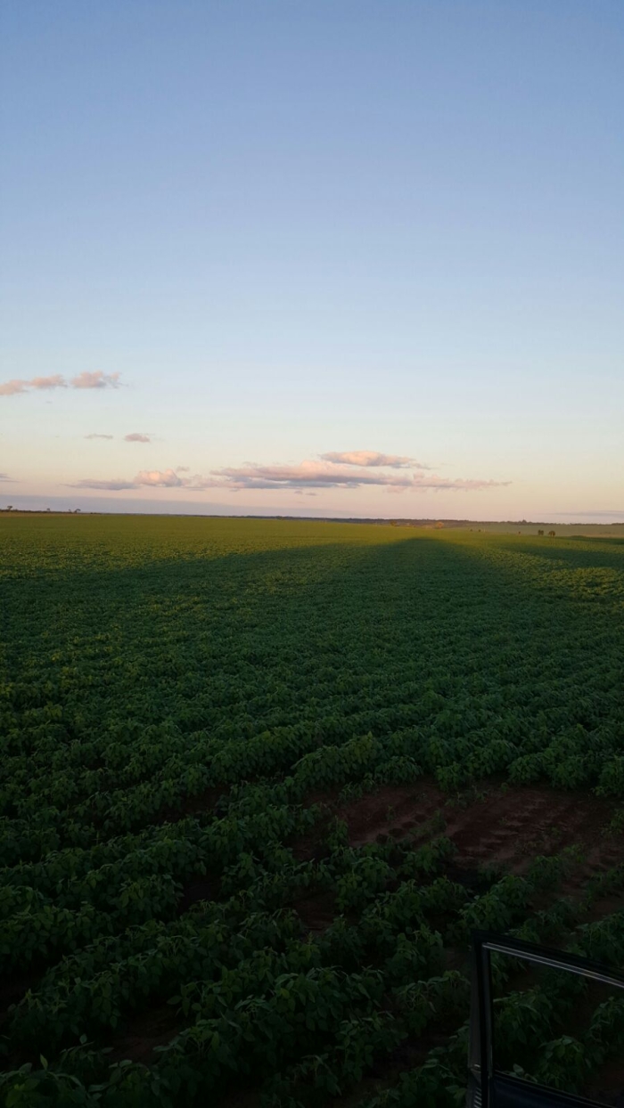 Imagem do dia - Lavoura de soja em Curuguaty (PY), do produtor David Portillo