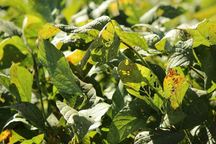 kasan Max - CropChem - Ferrugem