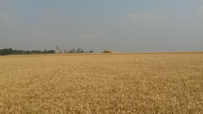 Imagem do dia - Colheita de trigo em Yolanda (PR)
