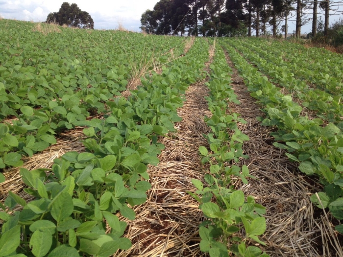 Imagem do dia - Lavoura de soja em Ronda Alta (RS). Enviado por Geber Strada