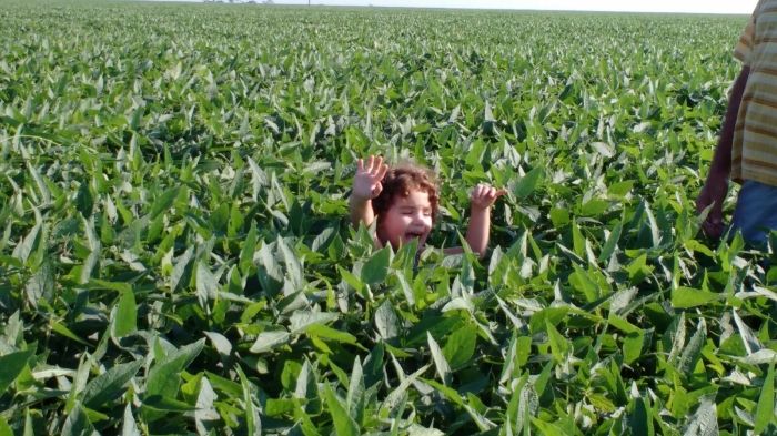 Imagem do dia - Lavoura de soja em Caarapó (MS). Enviado pelo produtor Adriani Pellegrin