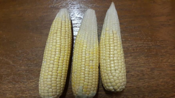 Imagens do dia - Potencial do milho safrinha em Pedrinhas Paulista (SP), com estimativa de perdas em 50%. Enviado por Antônio Franco Neto