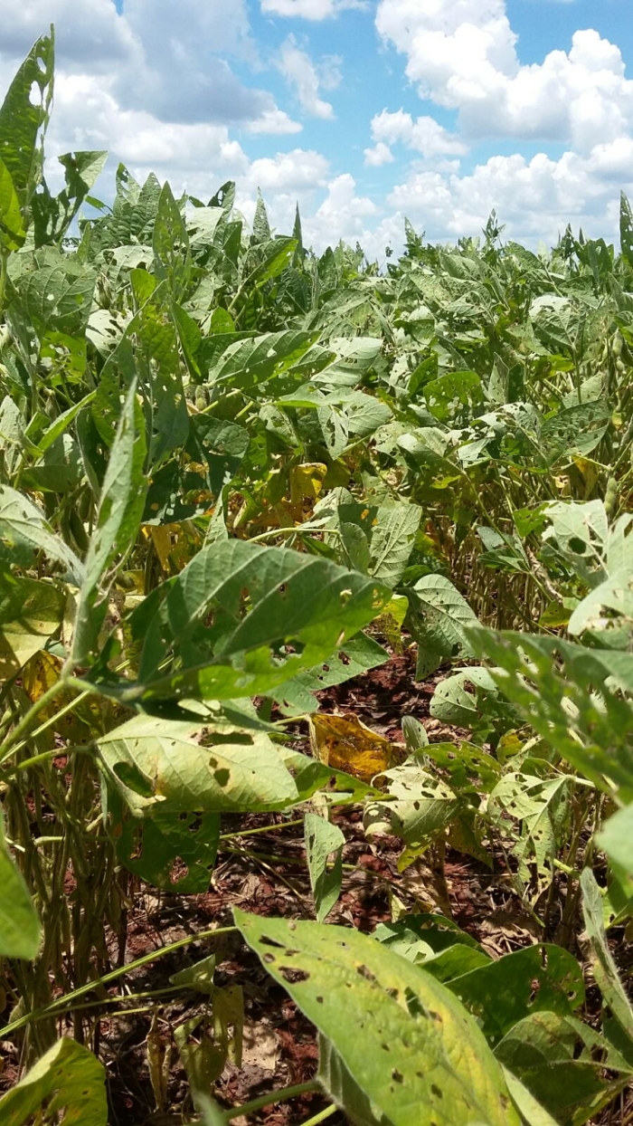 Imagem do dia - Ataque de lagarta na lavoura de soja em Guaíra (SP). Enviado pelo Engenheiro Agrônomo André Suzuki
