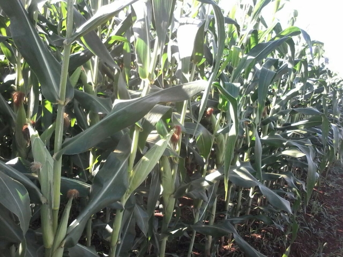 Imagem do dia - Lavoura de milho safrinha em Ubiratã (PR), da Família Garcia