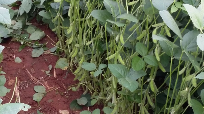 Imagem do dia - Lavoura de soja plantada em 5 de setembro em Canindeyú (PY), do produtor Lauro Hasllinger