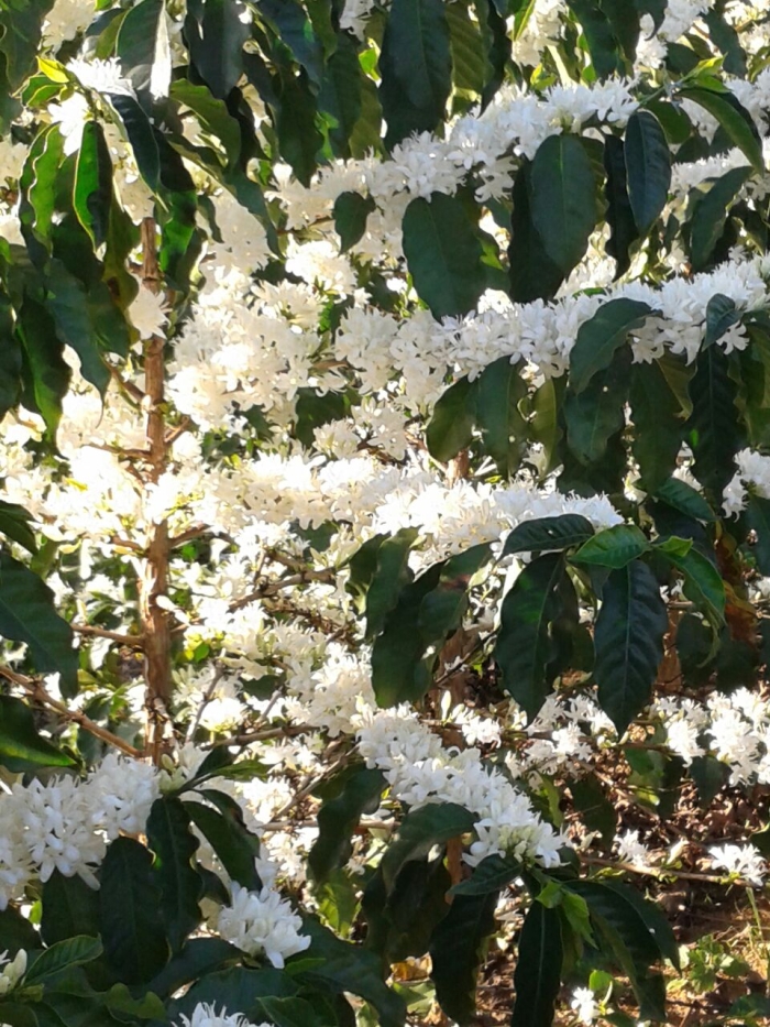 Imagem do dia - Florada nos cafezais em Andradas (MG), nas propriedades de João Batista de Oliveira e filhos