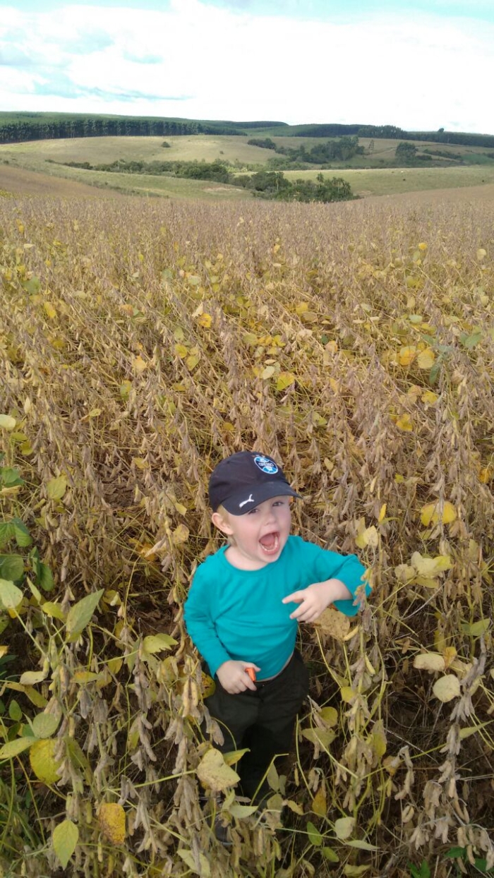Imagem do dia - Lavoura de soja em Canguçu (RS)